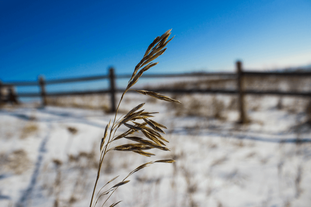 Winter view with split pine rain in background with dead grass poking through snow